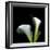 Two Calla Lilies Against a Dramatic Square Black Background-Christian Slanec-Framed Photographic Print