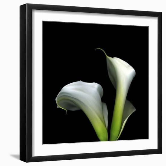 Two Calla Lilies Against a Dramatic Square Black Background-Christian Slanec-Framed Photographic Print