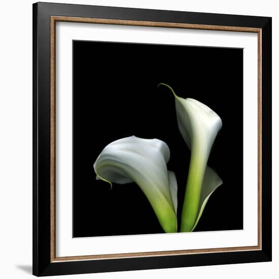Two Calla Lilies Against a Dramatic Square Black Background-Christian Slanec-Framed Photographic Print