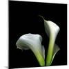 Two Calla Lilies Against a Dramatic Square Black Background-Christian Slanec-Mounted Photographic Print