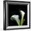 Two Calla Lilies Against a Dramatic Square Black Background-Christian Slanec-Framed Photographic Print