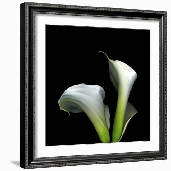 Two Calla Lilies Against a Dramatic Square Black Background-Christian Slanec-Framed Photographic Print