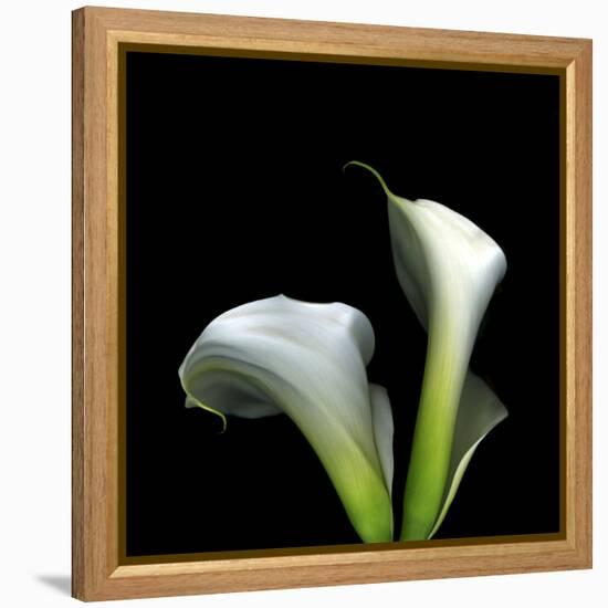 Two Calla Lilies Against a Dramatic Square Black Background-Christian Slanec-Framed Premier Image Canvas