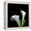 Two Calla Lilies Against a Dramatic Square Black Background-Christian Slanec-Framed Premier Image Canvas