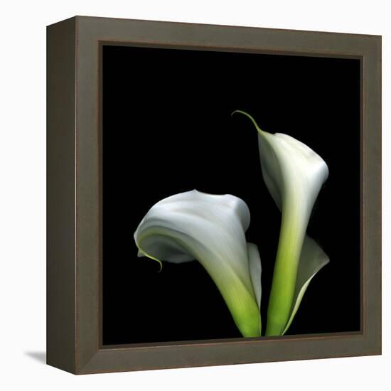 Two Calla Lilies Against a Dramatic Square Black Background-Christian Slanec-Framed Premier Image Canvas