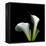 Two Calla Lilies Against a Dramatic Square Black Background-Christian Slanec-Framed Premier Image Canvas