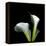 Two Calla Lilies Against a Dramatic Square Black Background-Christian Slanec-Framed Premier Image Canvas