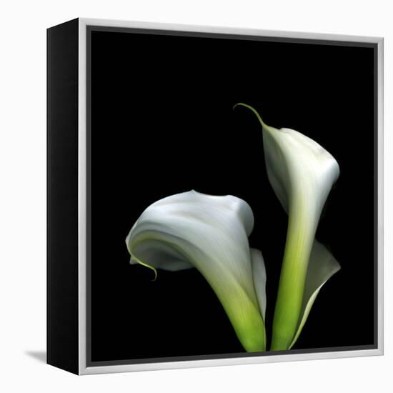 Two Calla Lilies Against a Dramatic Square Black Background-Christian Slanec-Framed Premier Image Canvas