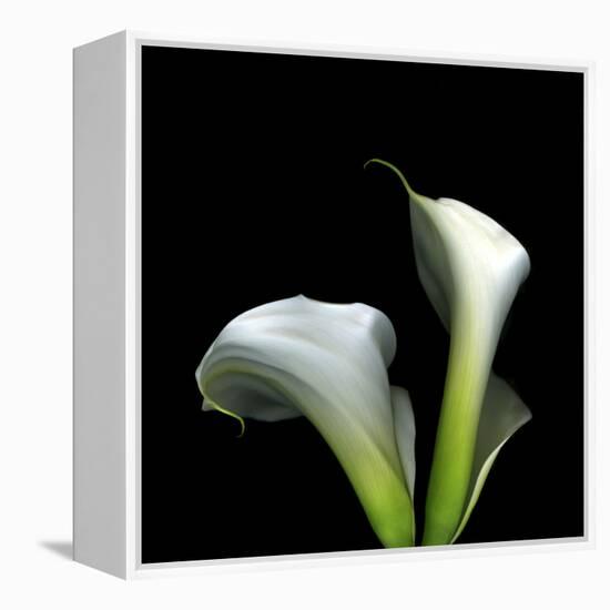Two Calla Lilies Against a Dramatic Square Black Background-Christian Slanec-Framed Premier Image Canvas
