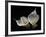 Two Calla Lilies Against Black Background-George Oze-Framed Photographic Print