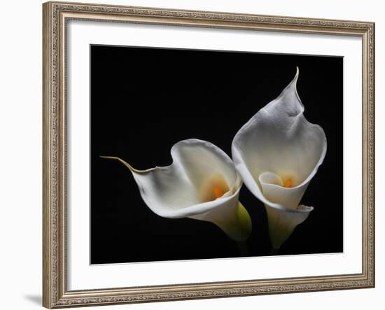 Two Calla Lilies Against Black Background-George Oze-Framed Photographic Print