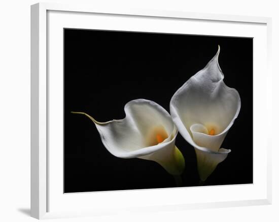 Two Calla Lilies Against Black Background-George Oze-Framed Photographic Print