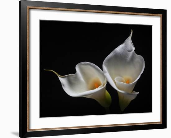 Two Calla Lilies Against Black Background-George Oze-Framed Photographic Print