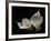 Two Calla Lilies Against Black Background-George Oze-Framed Photographic Print