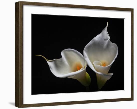 Two Calla Lilies Against Black Background-George Oze-Framed Photographic Print