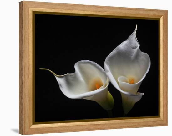 Two Calla Lilies Against Black Background-George Oze-Framed Premier Image Canvas