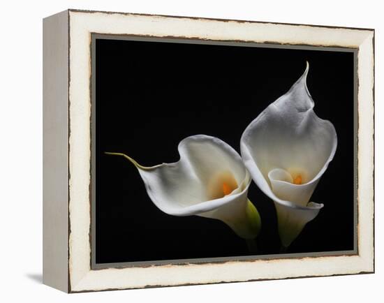 Two Calla Lilies Against Black Background-George Oze-Framed Premier Image Canvas