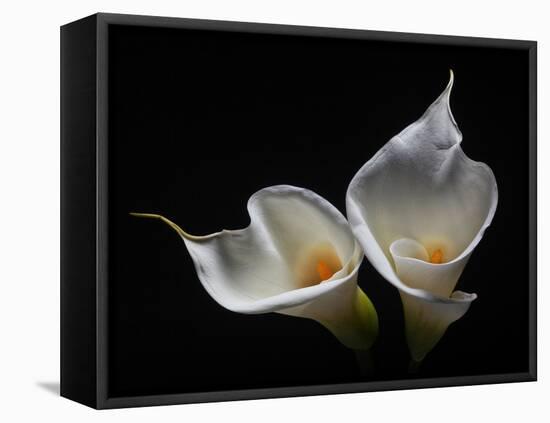 Two Calla Lilies Against Black Background-George Oze-Framed Premier Image Canvas