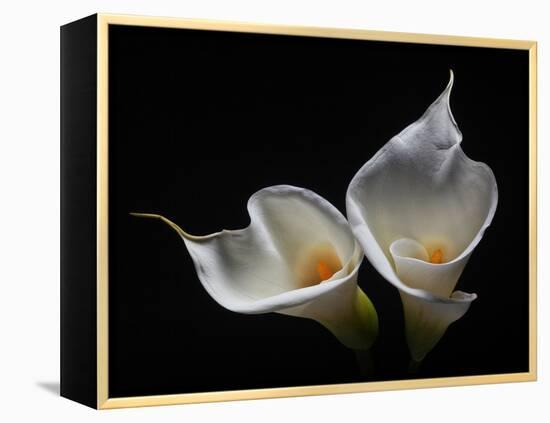 Two Calla Lilies Against Black Background-George Oze-Framed Premier Image Canvas