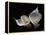 Two Calla Lilies Against Black Background-George Oze-Framed Premier Image Canvas