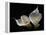 Two Calla Lilies Against Black Background-George Oze-Framed Premier Image Canvas