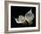 Two Calla Lilies Against Black Background-George Oze-Framed Photographic Print