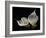 Two Calla Lilies Against Black Background-George Oze-Framed Photographic Print