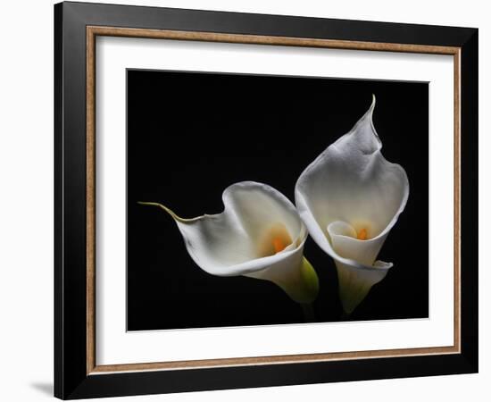 Two Calla Lilies Against Black Background-George Oze-Framed Photographic Print