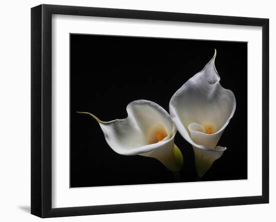 Two Calla Lilies Against Black Background-George Oze-Framed Photographic Print