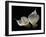 Two Calla Lilies Against Black Background-George Oze-Framed Photographic Print