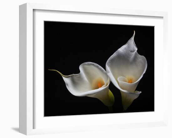 Two Calla Lilies Against Black Background-George Oze-Framed Photographic Print