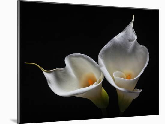 Two Calla Lilies Against Black Background-George Oze-Mounted Photographic Print
