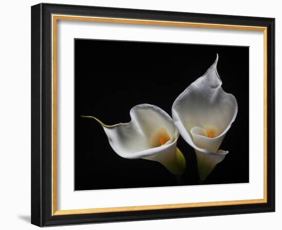 Two Calla Lilies Against Black Background-George Oze-Framed Photographic Print