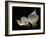 Two Calla Lilies Against Black Background-George Oze-Framed Photographic Print