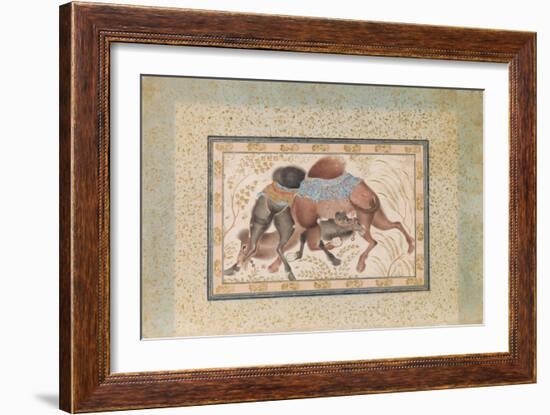 Two Camels Fighting-null-Framed Giclee Print