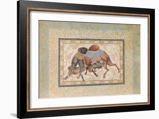 Two Camels Fighting-null-Framed Giclee Print