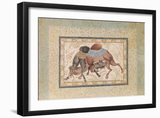 Two Camels Fighting-null-Framed Giclee Print