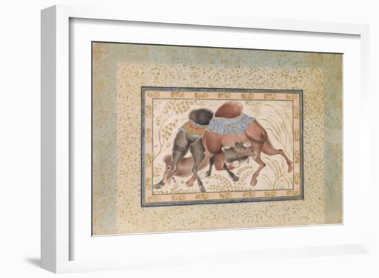 Two Camels Fighting-null-Framed Giclee Print