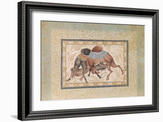 Two Camels Fighting-null-Framed Giclee Print