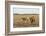 Two camels in Gobi desert, Ulziit, Middle Gobi province, Mongolia, Central Asia, Asia-Francesco Vaninetti-Framed Photographic Print