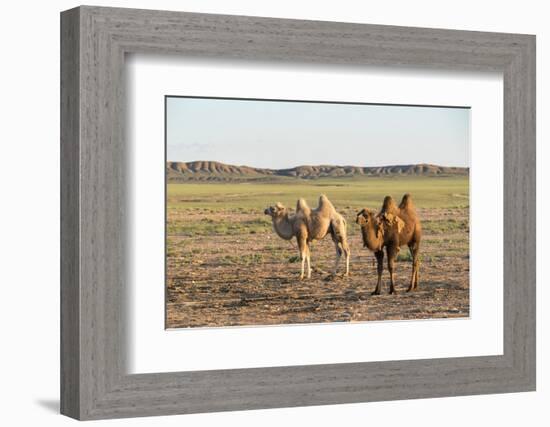 Two camels in Gobi desert, Ulziit, Middle Gobi province, Mongolia, Central Asia, Asia-Francesco Vaninetti-Framed Photographic Print