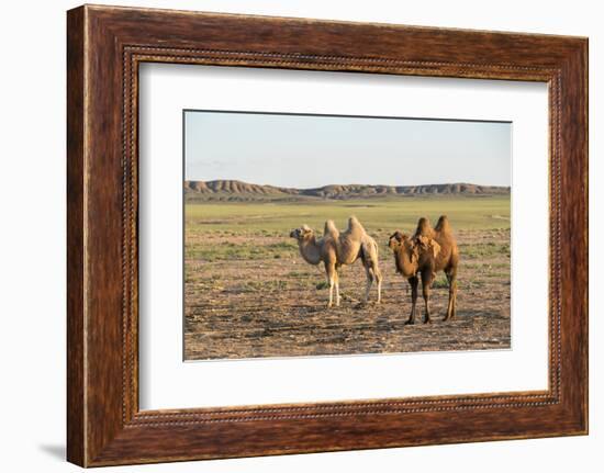 Two camels in Gobi desert, Ulziit, Middle Gobi province, Mongolia, Central Asia, Asia-Francesco Vaninetti-Framed Photographic Print