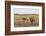 Two camels in Gobi desert, Ulziit, Middle Gobi province, Mongolia, Central Asia, Asia-Francesco Vaninetti-Framed Photographic Print