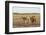 Two camels in Gobi desert, Ulziit, Middle Gobi province, Mongolia, Central Asia, Asia-Francesco Vaninetti-Framed Photographic Print