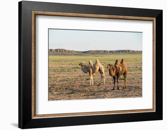 Two camels in Gobi desert, Ulziit, Middle Gobi province, Mongolia, Central Asia, Asia-Francesco Vaninetti-Framed Photographic Print