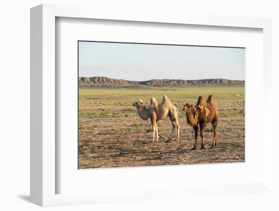 Two camels in Gobi desert, Ulziit, Middle Gobi province, Mongolia, Central Asia, Asia-Francesco Vaninetti-Framed Photographic Print