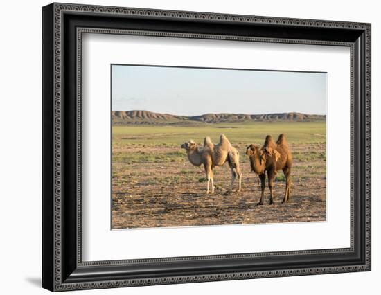 Two camels in Gobi desert, Ulziit, Middle Gobi province, Mongolia, Central Asia, Asia-Francesco Vaninetti-Framed Photographic Print