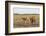 Two camels in Gobi desert, Ulziit, Middle Gobi province, Mongolia, Central Asia, Asia-Francesco Vaninetti-Framed Photographic Print