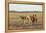 Two camels in Gobi desert, Ulziit, Middle Gobi province, Mongolia, Central Asia, Asia-Francesco Vaninetti-Framed Premier Image Canvas