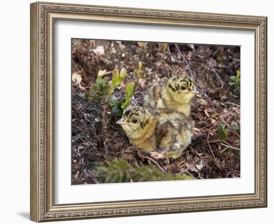Two Capercaillie (Tetrao Urogallus) Chicks, Vaala, Finland, June-Markus Varesvuo-Framed Photographic Print